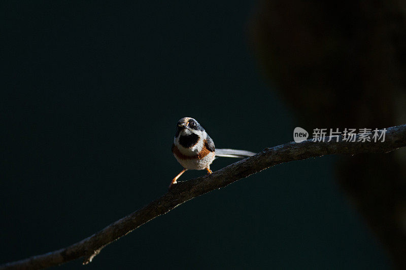 鸟:成年黑喉山雀，又称黑喉山雀(Aegithalos concinnus)。